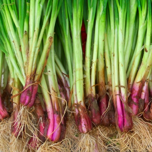 Spring Onion Redmate